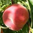 Pomi fructiferi Piersic